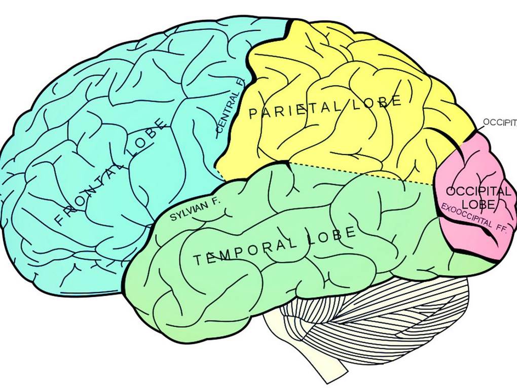 brain-regions.jpg