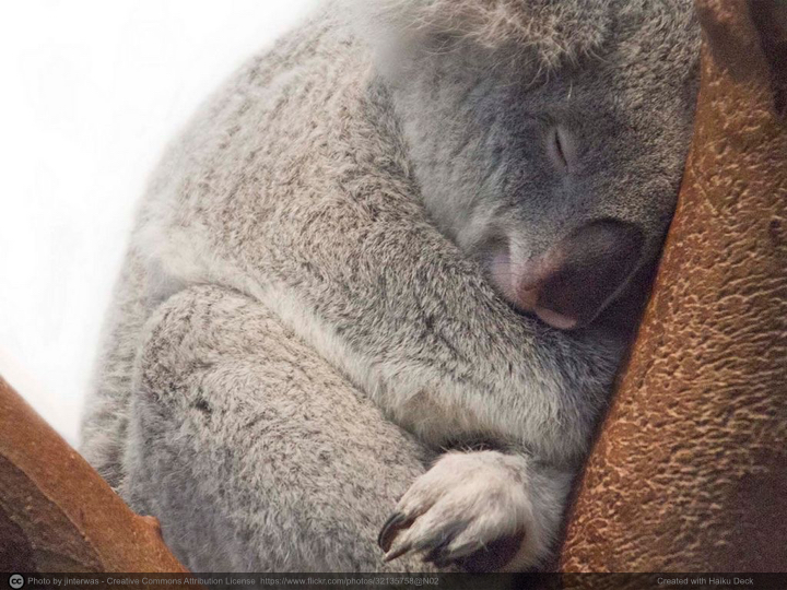 sleeping-koala.jpg